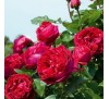 Роза Ред Эден (Red Eden)
